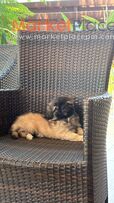 Pekingese friendly and clever puppy in a low price!