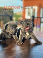 French Bulldog Blue Puppies