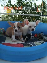 Chihuahua female and male