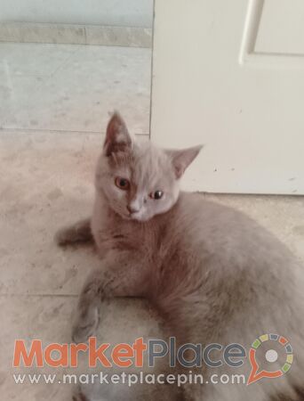 British shorthair - Aradippou, Larnaca