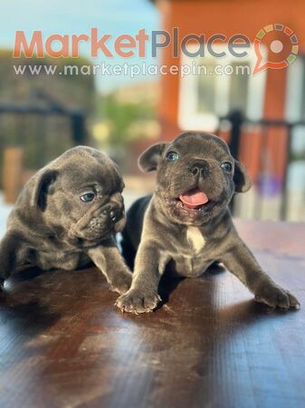 French Bulldog Blue Puppies - Parekklisia, Limassol