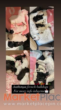 Διαθεσιμα French bulldogs  Inbox me - Empa, Paphos