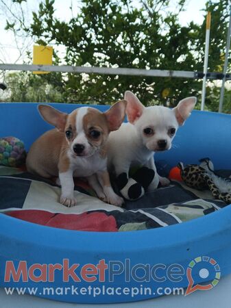 Chihuahua female and male - Mazotos, Larnaca